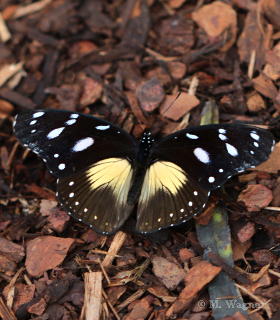 Amauris albimaculata