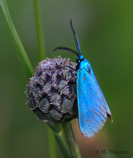 Ampfer-Grünwidderchen seitlich