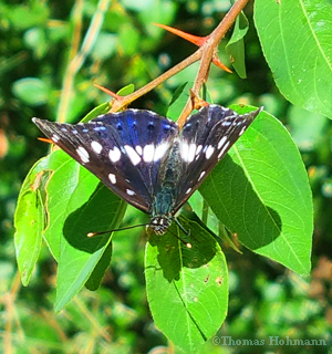 Blauschwarzer-Eisvogel-dorsal