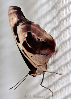 Blue-Frosted-Banner-female