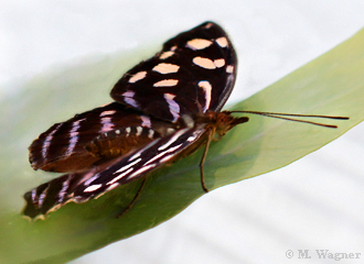 Blue-Wave-Butterfly