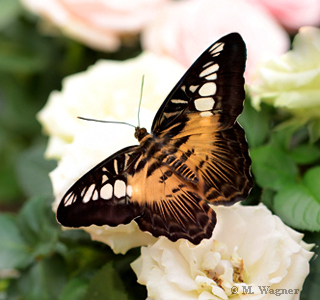 Parthenos sylvia grün