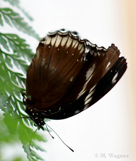 Common Eggfly