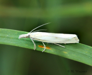 Crambus-perlella