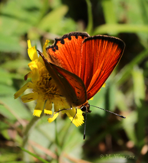 Dukatenfalter_Acker-Witwenblume