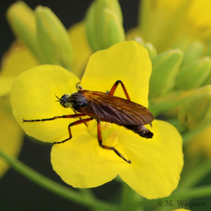 Tanzfliege Empis opaca