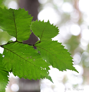 Flatterulme-(Ulmus-laevis)