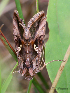 Gammaeule dorsal
