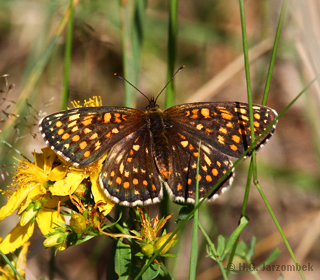 Gemeiner-Scheckenfalter_Johanneskraut