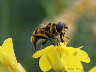 Gewöhnliche Langbauchschwebfliege
