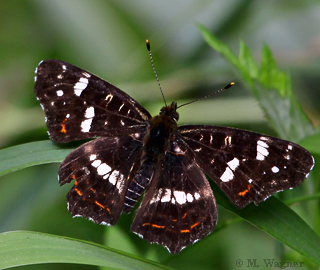 Landkärtchen dorsal