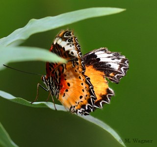 Leopard-Lacewing