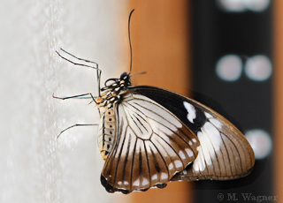 Papilio-Dardanus-Unterflügel-female