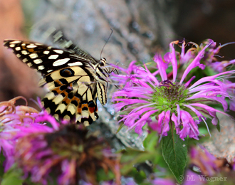 Papilio-demoleus_Indianernessel