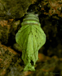 Papilio-palinurus-chrysalis