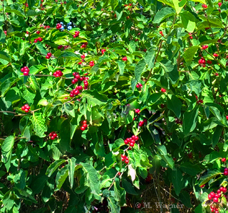 Rote-Heckenkirsche