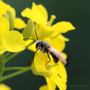Sandbiene Andrena spec