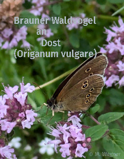Schornsteinfeger_Dost