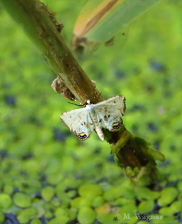 Wasserlinsenzuensler--Cataclysta-lemnata