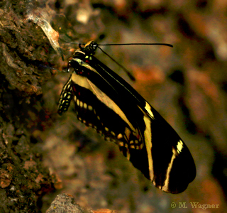 Zebrafalter geschlüpft