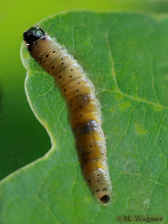 Aleimma-loeflingiana Raupe