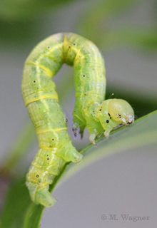Alsophila aescularia, Frühlings-Kreuzflügel Larve