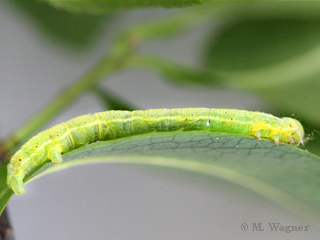 Raupe des Frühlings-Kreuzflügels