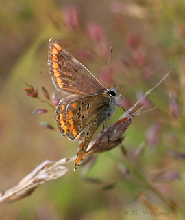 Aricia agestis