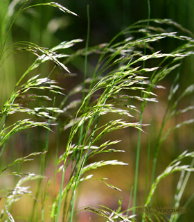 Aufrechte Trespe (Bromus erectus)