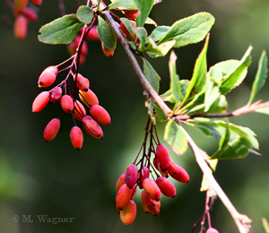 Berberitze-Berberis-vulgaris-L