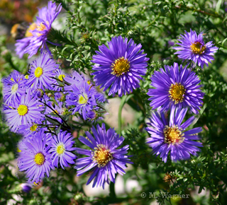 Bergaster (Aster amellus)