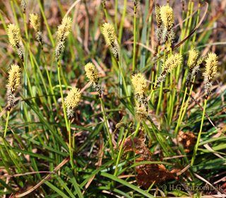 Borstgras (Nardus stricta)