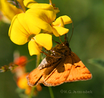 Braune-Tageule_Wundklee