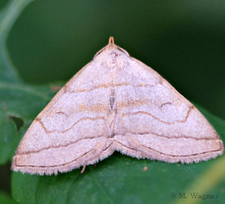 Braungestreifte-Spannereule-Herminia-tarsicrinalis