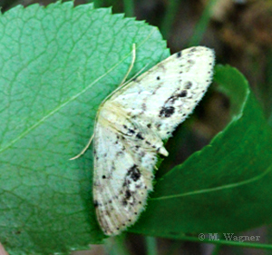 Braungewinkelter-Zwergspanner---Idaea-dimidiata