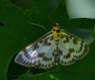 Brennesselzünsler-im-Schatten