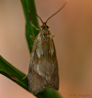 Diurnea-lipsiella-Breitflügelmotte