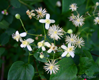 Echte Waldrebe  Clematis vitalba