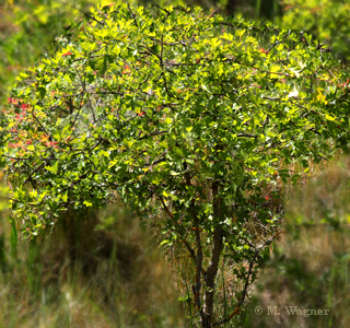 Eingriffeliger-Weißdorn-Crataegus-monogyna