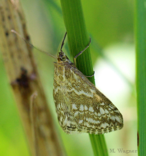 Evergestis-frumentalis