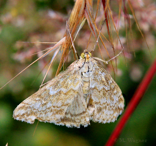 Evergestis-frumentalis