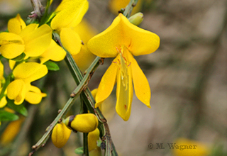 Färber-Ginster (Genista tinctoria) width=