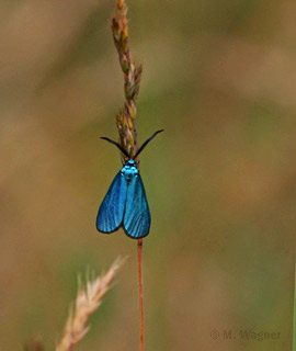 Gemeines-Grünwidderchen