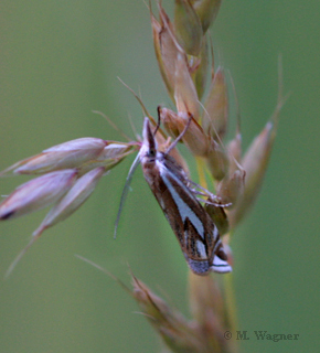 Gestreifter Wiesen-Graszünsler  Crambus pratella