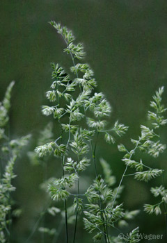 Gewöhnliches-Knäuelgras-Dactylis-glomerata