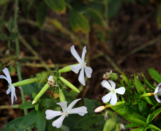 Gewöhnliches-Seifenkraut-Saponaria-officinalis