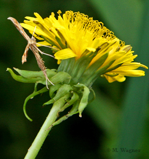 Gillmeria-ochrodactyla-Seitenansicht