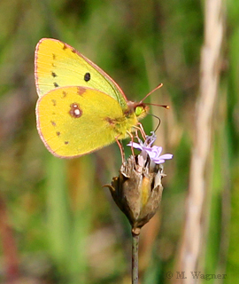 Goldene-Acht-an-Sprossender-Felsennelke