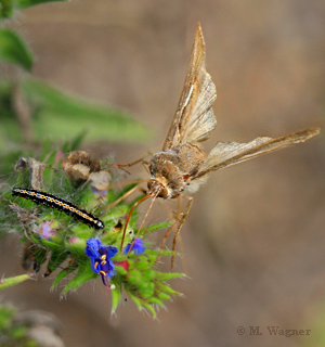 Gamma-Eule mit Grasminiermotte