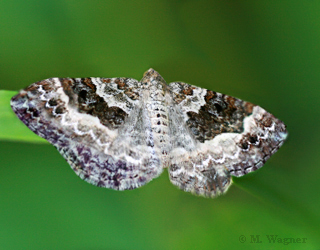 Graubinden-Labkrautspanner-dorsal